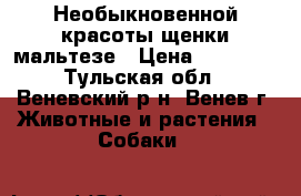 Необыкновенной красоты щенки мальтезе › Цена ­ 30 000 - Тульская обл., Веневский р-н, Венев г. Животные и растения » Собаки   